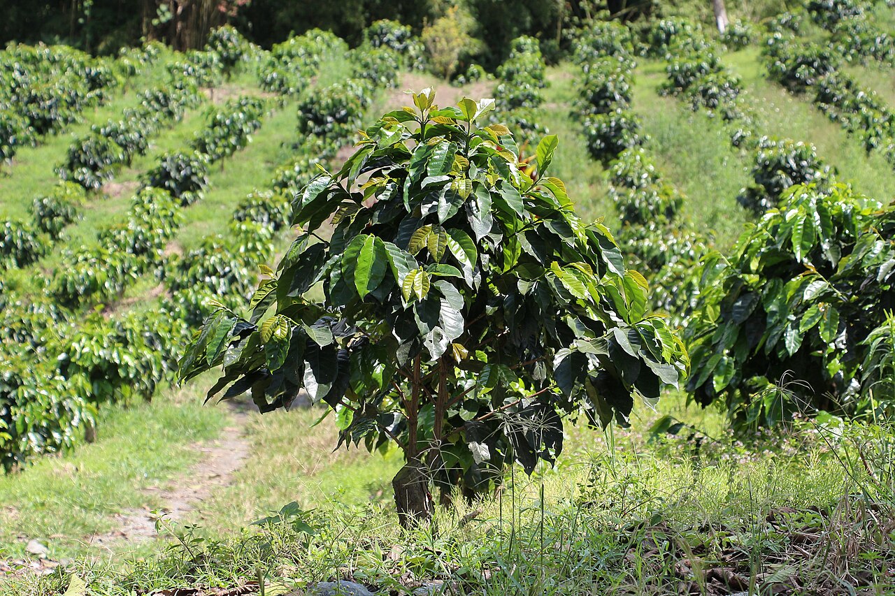 Coffee tree in Hacienda Guayabal, Colombia