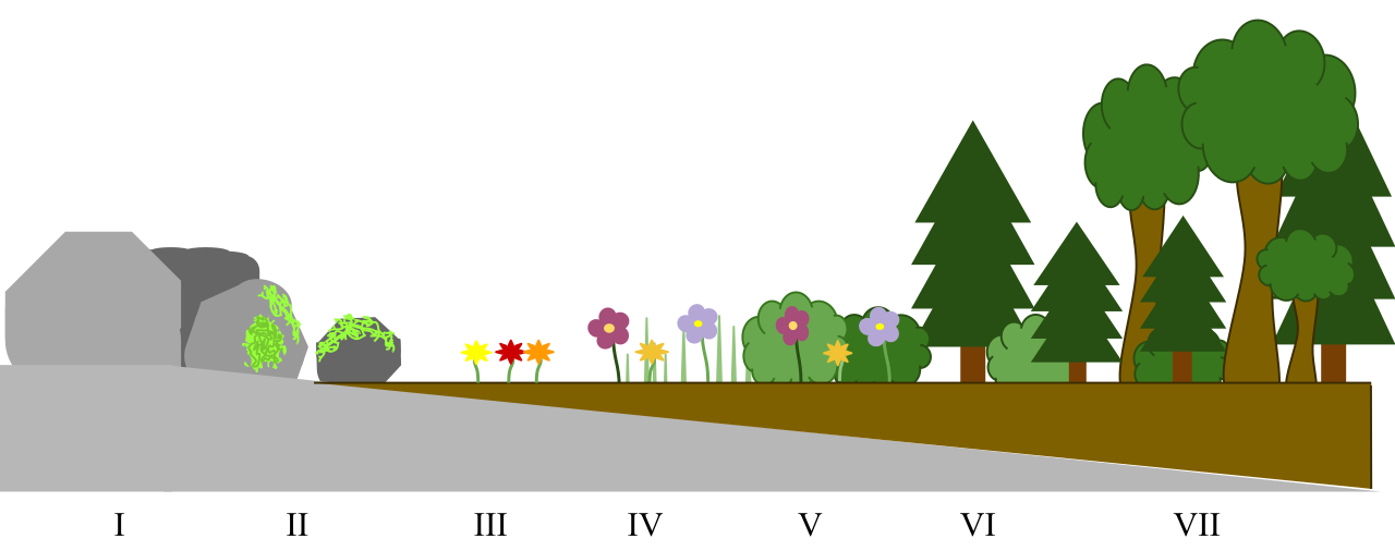 Primary succession diagram