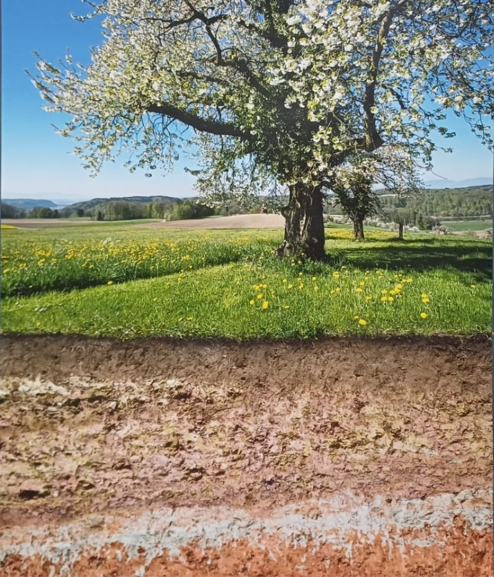 Ein Bild, das Baum, draußen, Himmel, Landschaft enthält.KI-generierte Inhalte können fehlerhaft sein.